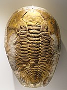 Acadoparadoxides briareus. Cambrien du Maroc. Houston Museum of Natural Science, États-unis.