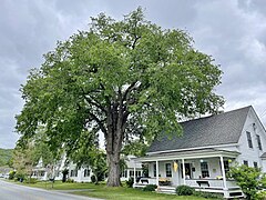 American Elm Tree in Norwich, Vermont - June 2023.jpg