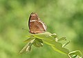 * Nomination: Close wing position Basking activity of Hypolimnas bolina (Linnaeus, 1758) - Great Eggfly (Female) --Sandipoutsider 20:05, 28 October 2024 (UTC) * * Review needed