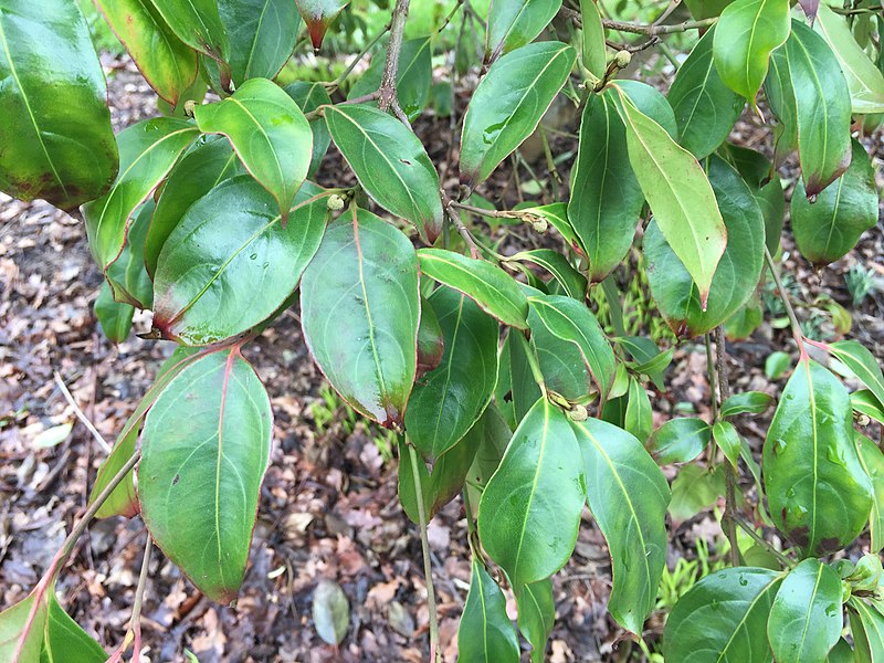 File:Cornus hongkongensis 02.jpg