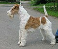 Fox terrier (Pèl dur)