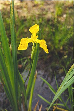 Geltonasis vilkdalgis (Iris pseudacorus)