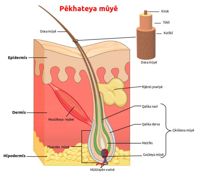 File:Human hair ku.png