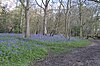 Bluebells in Hodgemoor Wood