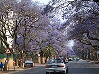 Jacaranda ağacları