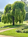 Thumbnail for File:Japanischer Schnurbaum im Park von Schloss Gracht.jpg