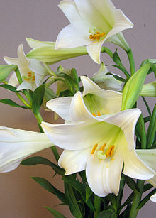 Lilium longiflorum.jpg