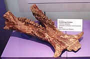 Mandible of Listriodon splendens