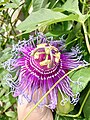 Passiflora 'Incense', a hybrid of the Brazilian species P. cincinnata and the American species P. incarnata.