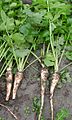 geerntete Pastinaken-Pflanzen. Harvested plants