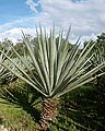 Agave sisalana