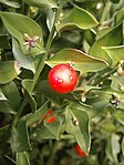 Ruscus aculeatus avec fleurs et fruits