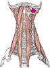 Rectus capitis lateralis muscle