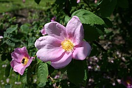 Rosa majalis (Sten Porse)