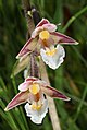 * Nomination Epipactis palustris --Holleday 20:16, 16 August 2013 (UTC) * Promotion Good quality. --Iifar 07:34, 17 August 2013 (UTC)