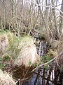 Alderfen Broad Nature Reserve