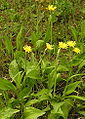 Scorzonera humilis (tribù Cichorieae - sottotribù Scolyminae) (Scorzonera minore)