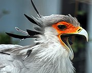 A closeup photograph of a secretarybird's head with its beak open.