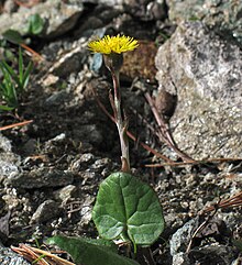 Tussilago farfara 4 RF.jpg