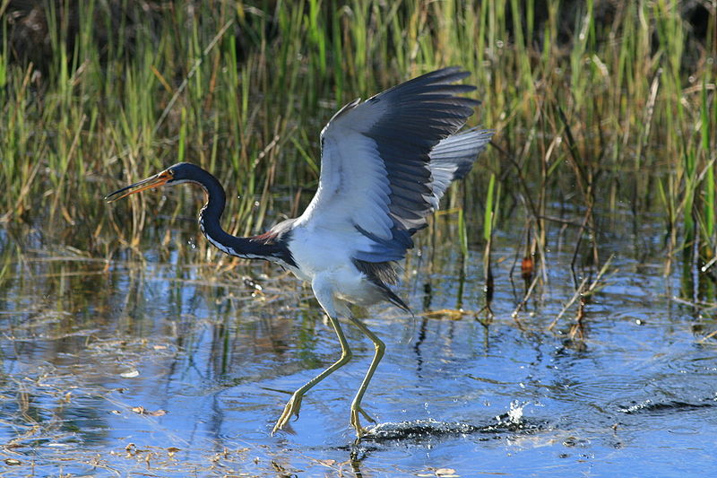 File:Tricoloured heron in Loxahatchee.jpg