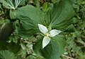 Trillium flexipes