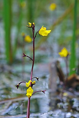 Utricularia vulgaris. Типовой вид рода