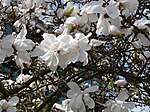 Magnolia stellata