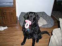 Labrador retriever mix with rubber squeaky toy resembling a baby's pacifier