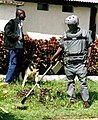 Minesweepers with metal detector and dog