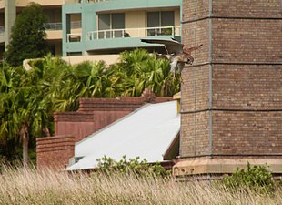 Nankeen Kestrel (Falco cenchroides) hunting over long grass at Waverton