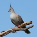 Crested pigeon