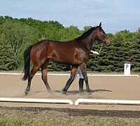 Rock’s Anne American Warmblood filly