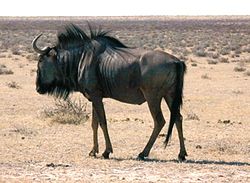 Gråblå gnu i Etosha National Park, Namibia.