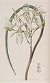 Brassavola martiana plate 5 in: Edwards's Bot. Register (Orchidaceae), vol. 25, (1840)