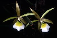 Brassavola ceboletta