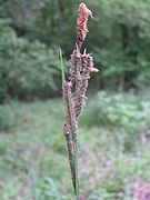 Carex buekii