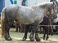 Cheval gris vu de profil, avec les yeux clos.