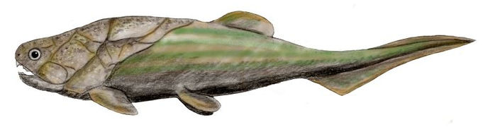 Coccosteus (Placodermo)