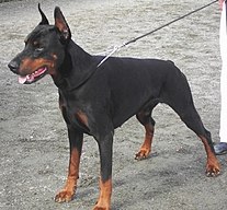 Dobermann