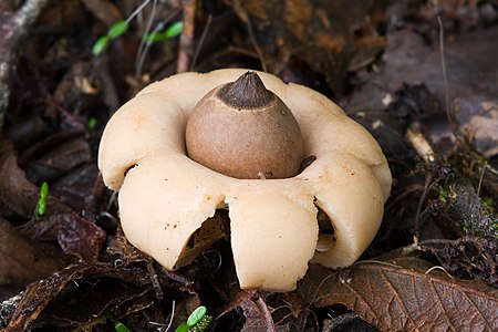 Geastrum saccatum (Rounded Earthstar)