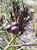 Haemodorum corymbosum fruits