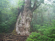 Yaku-shima, cedrowy las