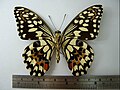 Papilio demoleus♂ (belly)