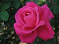 Hybrid Tea