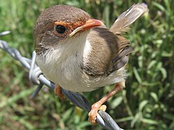 Superb Fairy-wren, Malurus cyaneus, juvenile