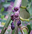 Black scale on a lemon tree