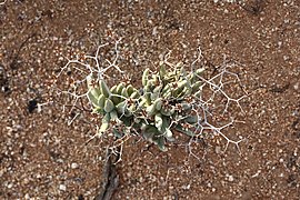 Tylecodon reticulatus