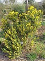 Ginestrone Ulex europaeus