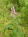 Mentha longifolia (spica)