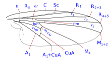 Atelestidae wing veins-1.svg